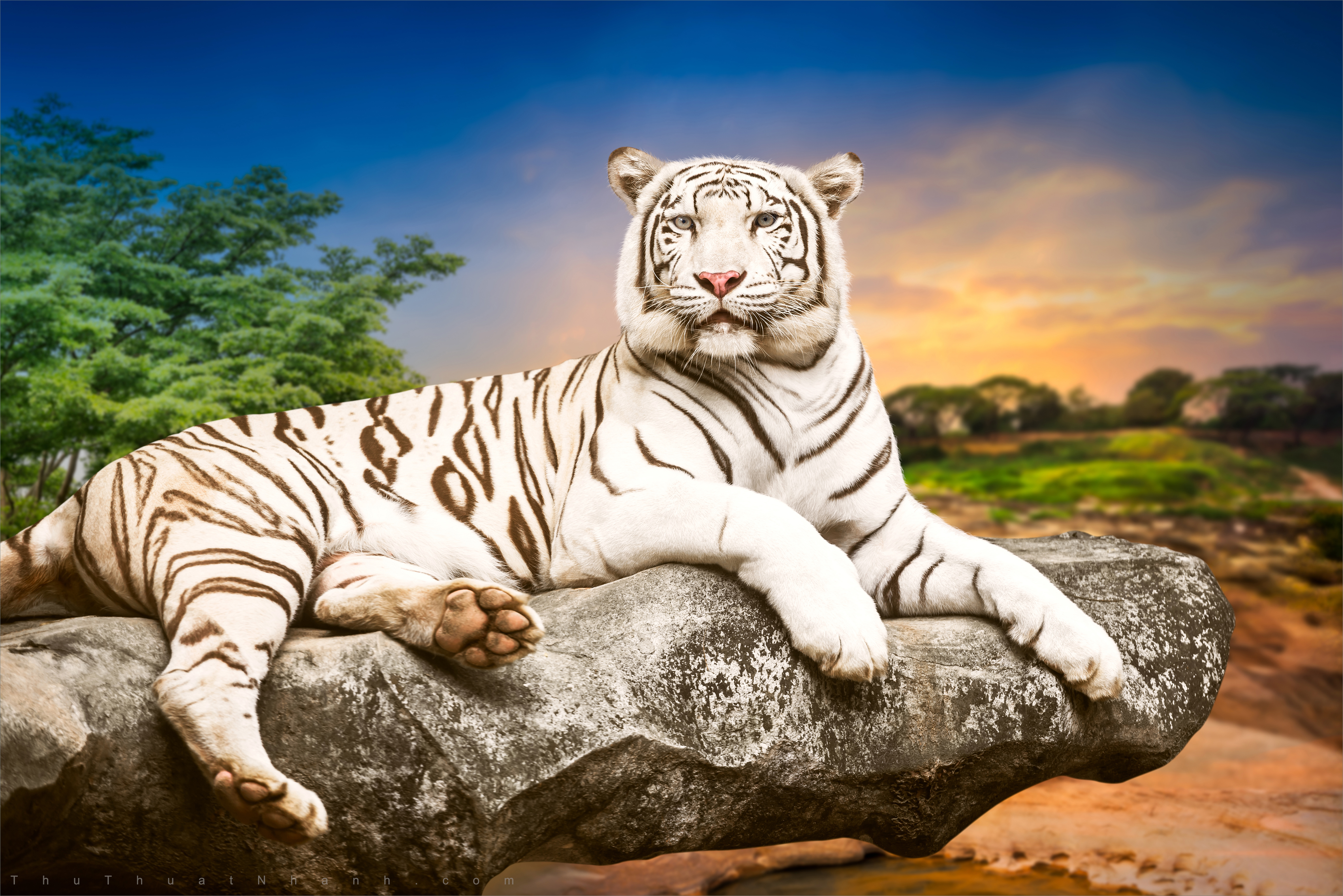 Mời tải về Hình nền con hổ cho điện thoại đẹp ngầu 3D  TRƯỜNG TRUNG CẤP  NGHỀ GIAO THÔNG VẬN TẢI HẢI PHÒNG
