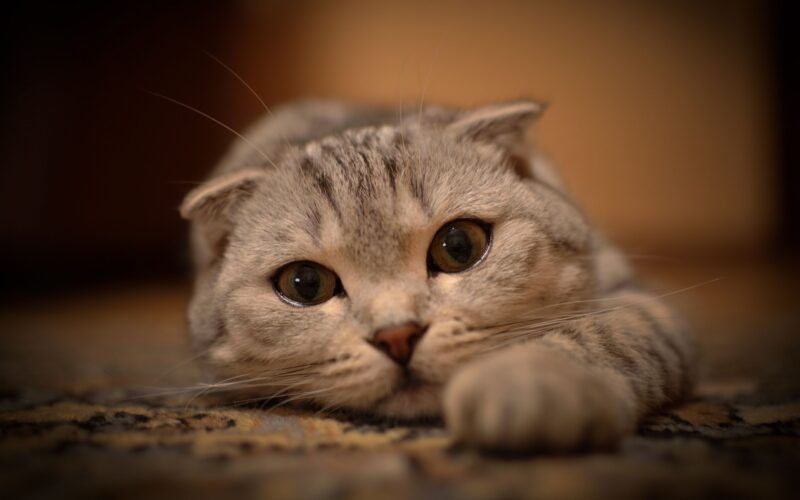 Hình nền màu nâu bé mèo cute