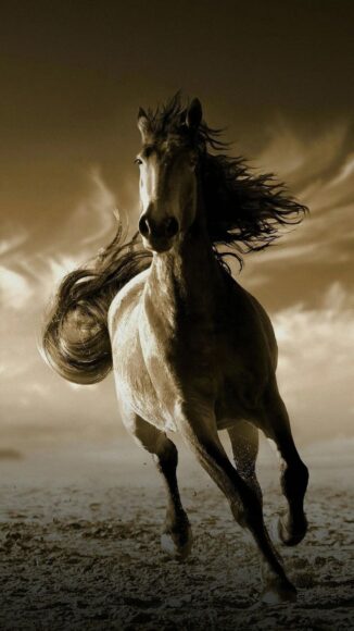 Hình nền ngựa chạy nhanh tốc biến