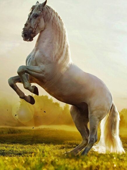 Hình nền ngựa đẹp