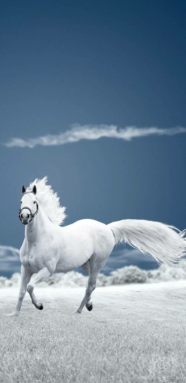 Chia sẻ 60+ về hình nền ảnh ngựa đẹp mới nhất - cdgdbentre.edu.vn