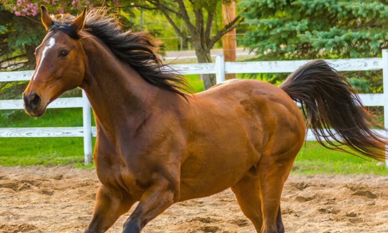 Hình nền ngựa vàng tốc biến