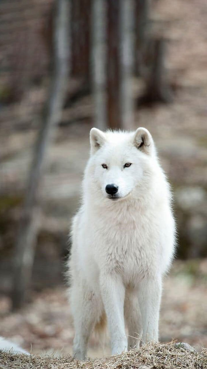 Tìm hiểu với hơn 100 hình nền ảnh sói hay nhất  thdonghoadian
