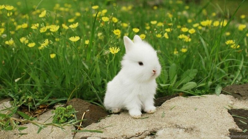 Hình nền thỏ trắng