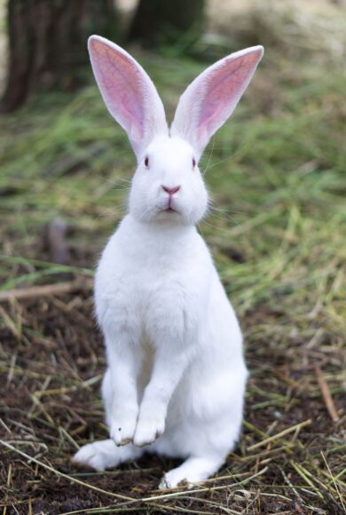 Hình nền thỏ trắng hiền lành