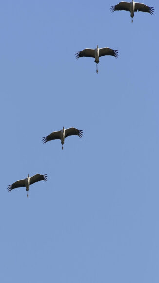 ảnh nền bầu trời chim én bay