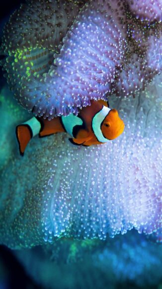 ảnh nền cá 3D Nemo