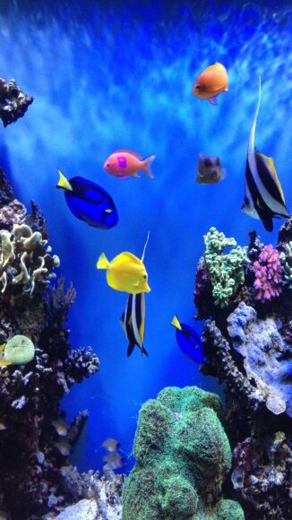 ảnh nền cá 3D dưới lòng đại dương