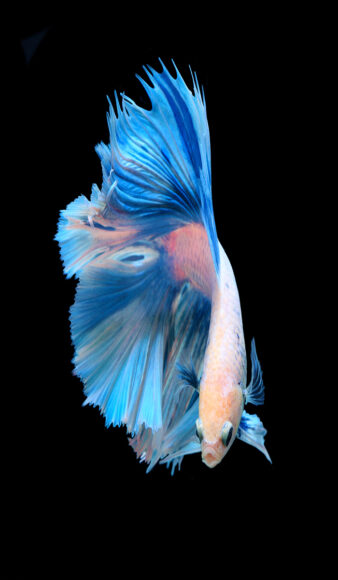 ảnh nền cá Betta đẹp