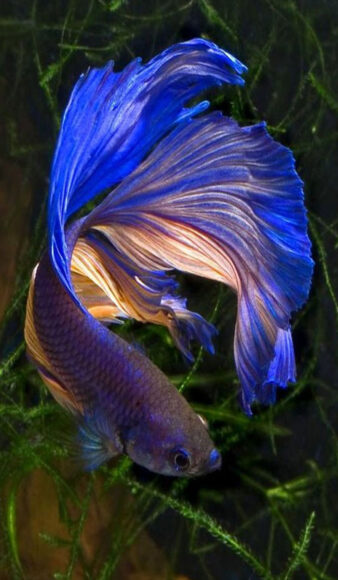 ảnh nền cá Betta đuôi xanh