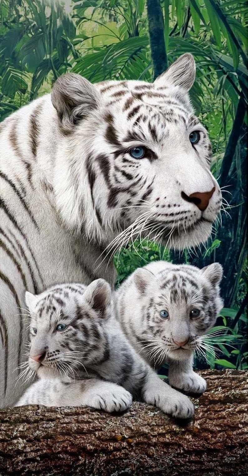 3D Cool White Tiger Wallpaper für Computertelefone