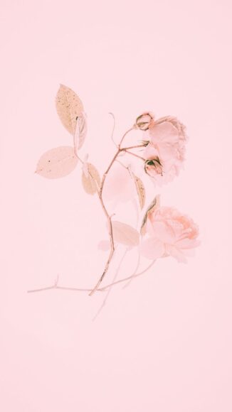 ảnh nền màu hồng pastel trơn bông hoa hồng