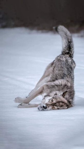 ảnh nền sói cô đơn trên tuyết