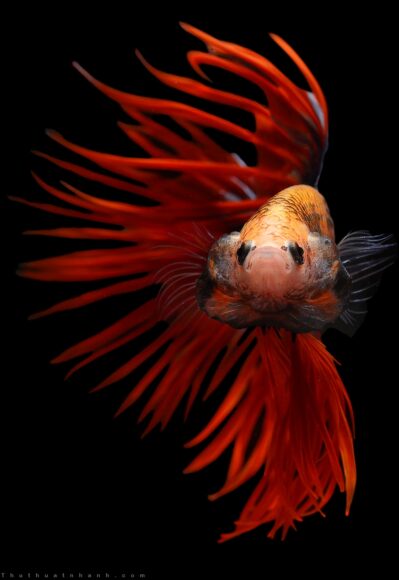 Hình nền cá Betta đẹp nhất