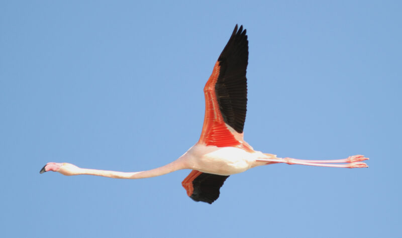 Hình ảnh con hồng hạc