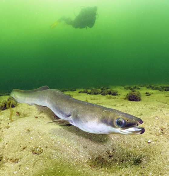 Hình ảnh con lươn chúa