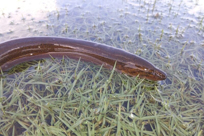 Hình ảnh con lươn đồng