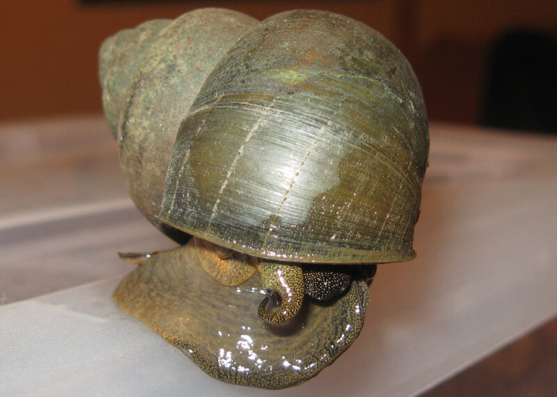 Hình ảnh con ốc vặn