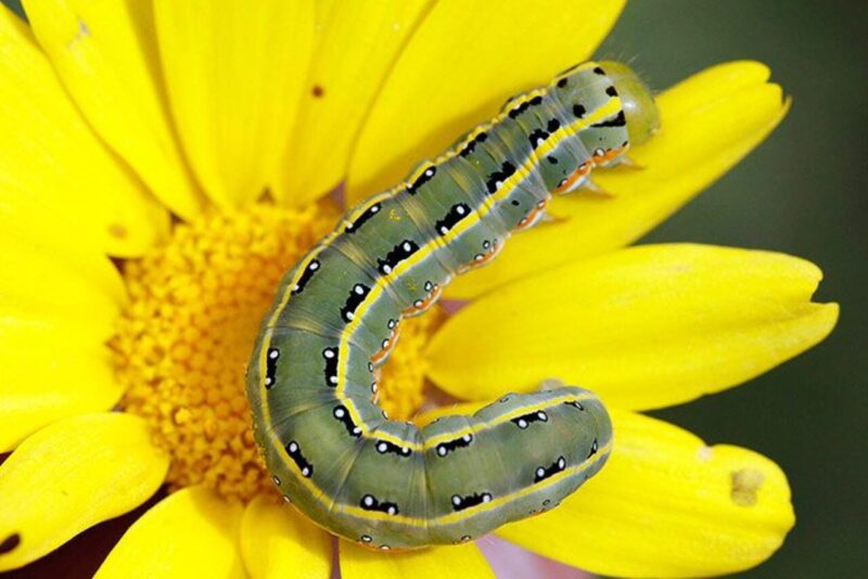 Hình ảnh con sâu đẹp