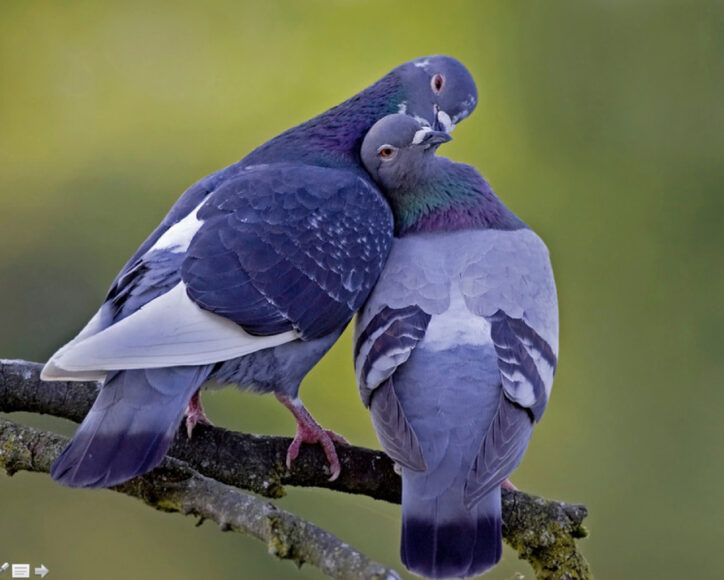 Hình ảnh đôi bồ câu đẹp