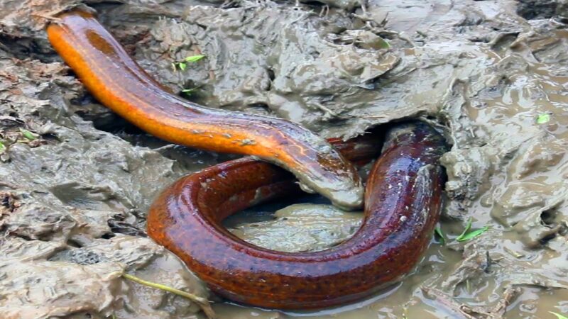 Hình ảnh lươn đồng