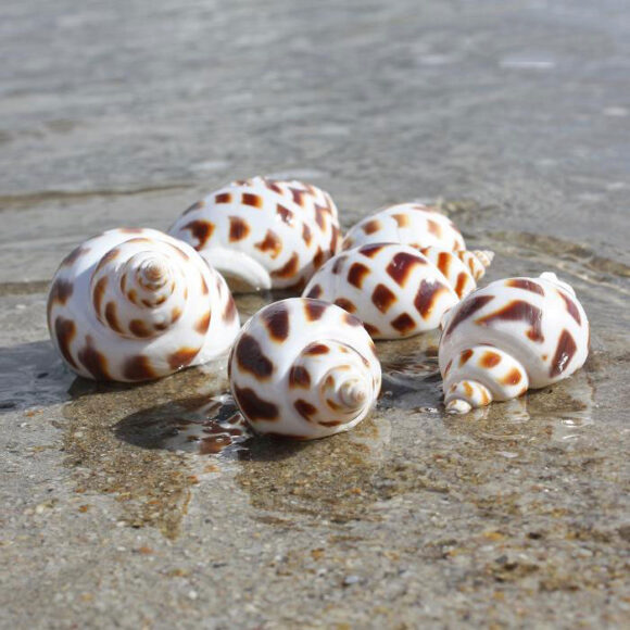 Hình ảnh ốc hương