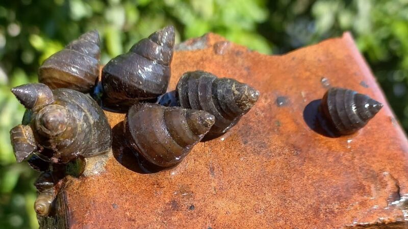 Hình ảnh ốc vặn