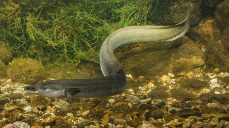 Hình con Lươn đang bơi