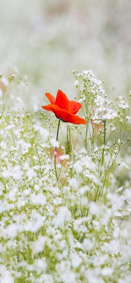 Hình nền Huawei P30 thơ mộng