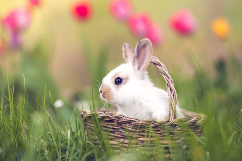 Hình nền Thỏ con