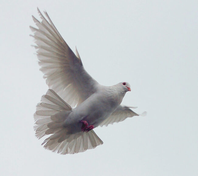 ảnh chim bồ câu bay lượn