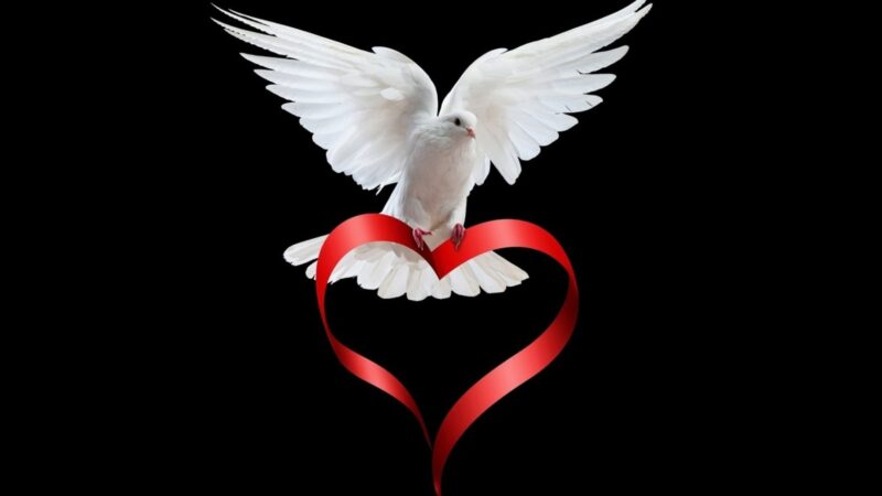 ảnh chim bồ câu trái tim