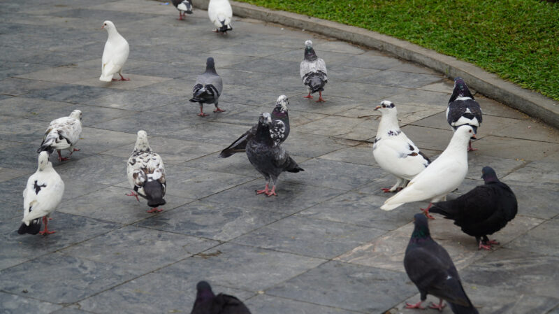 ảnh chim bồ câu trên quảng trường