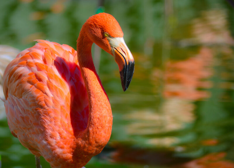 ảnh con hạc lông hồng