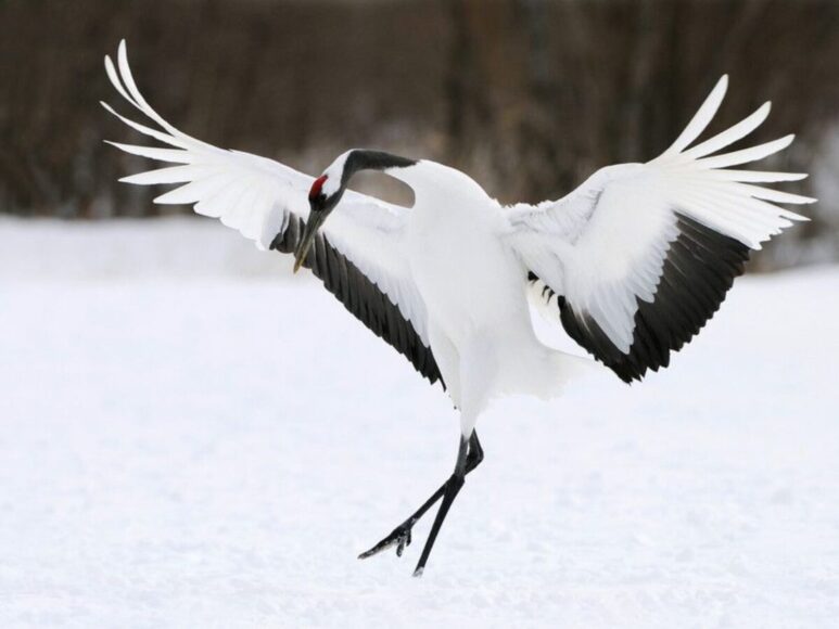 ảnh con hạc trắng cực đẹp