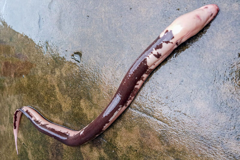 ảnh con lươn bất thường