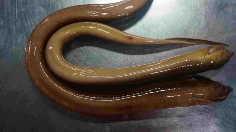 ảnh con lươn chân thật