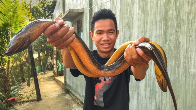 ảnh con lươn to khổng lồ