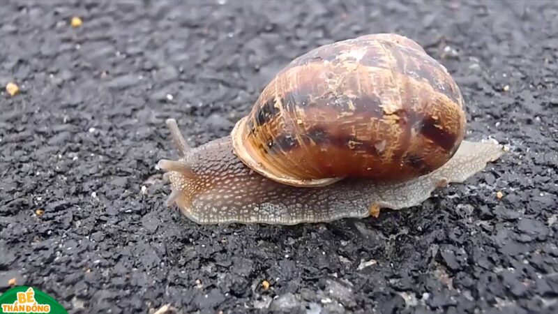 ảnh con ốc chân thực