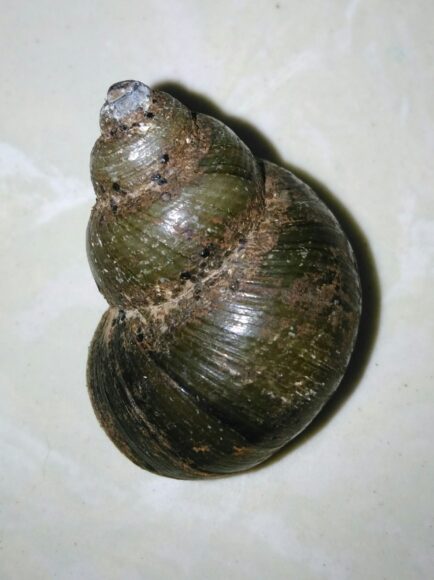 ảnh con ốc đắng miền tây