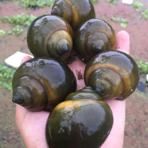 ảnh con ốc ngon mắt