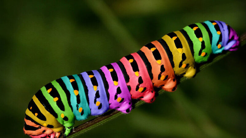 ảnh con sâu bảy màu