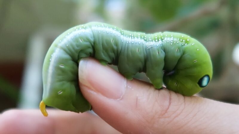 ảnh con sâu bò lên tay