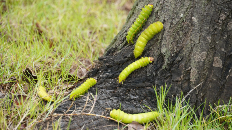 ảnh con sâu dưới gốc cây