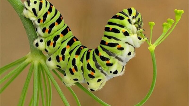 ảnh con sâu lạ mắt