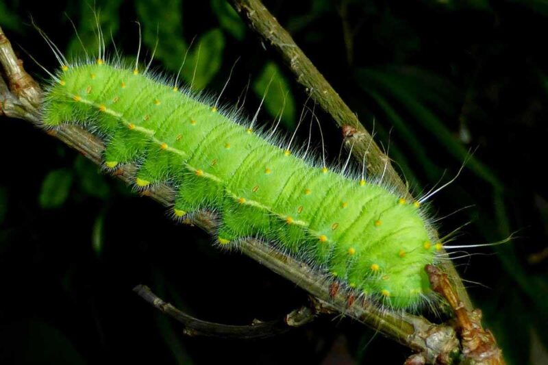 ảnh con sâu róm đẹp