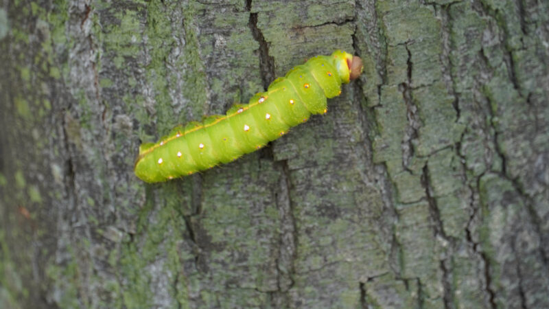 ảnh con sâu tí hon