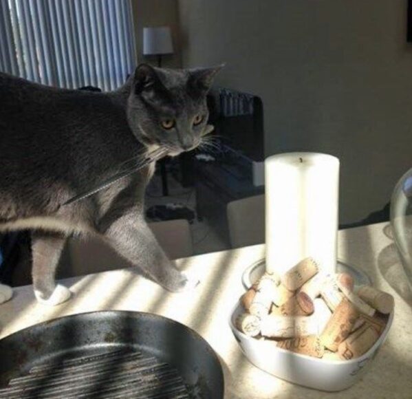 ảnh mèo cầm dao đi trên bàn