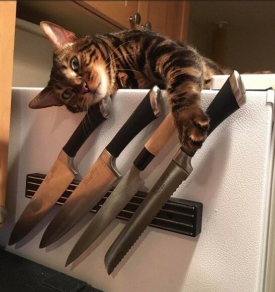 ảnh mèo cầm phóng lợn lựa chọn 1 trong 3 con dao