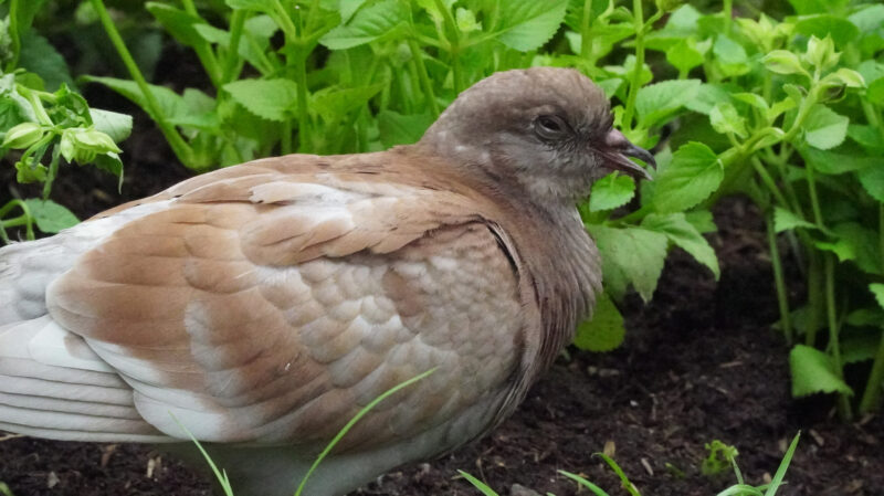 hình ảnh chim bồ câu độc đáo